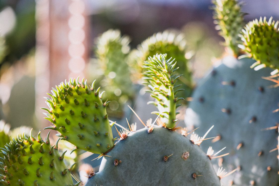Close-up of Prickly Pear Cactus Pads  Free Stock Photo