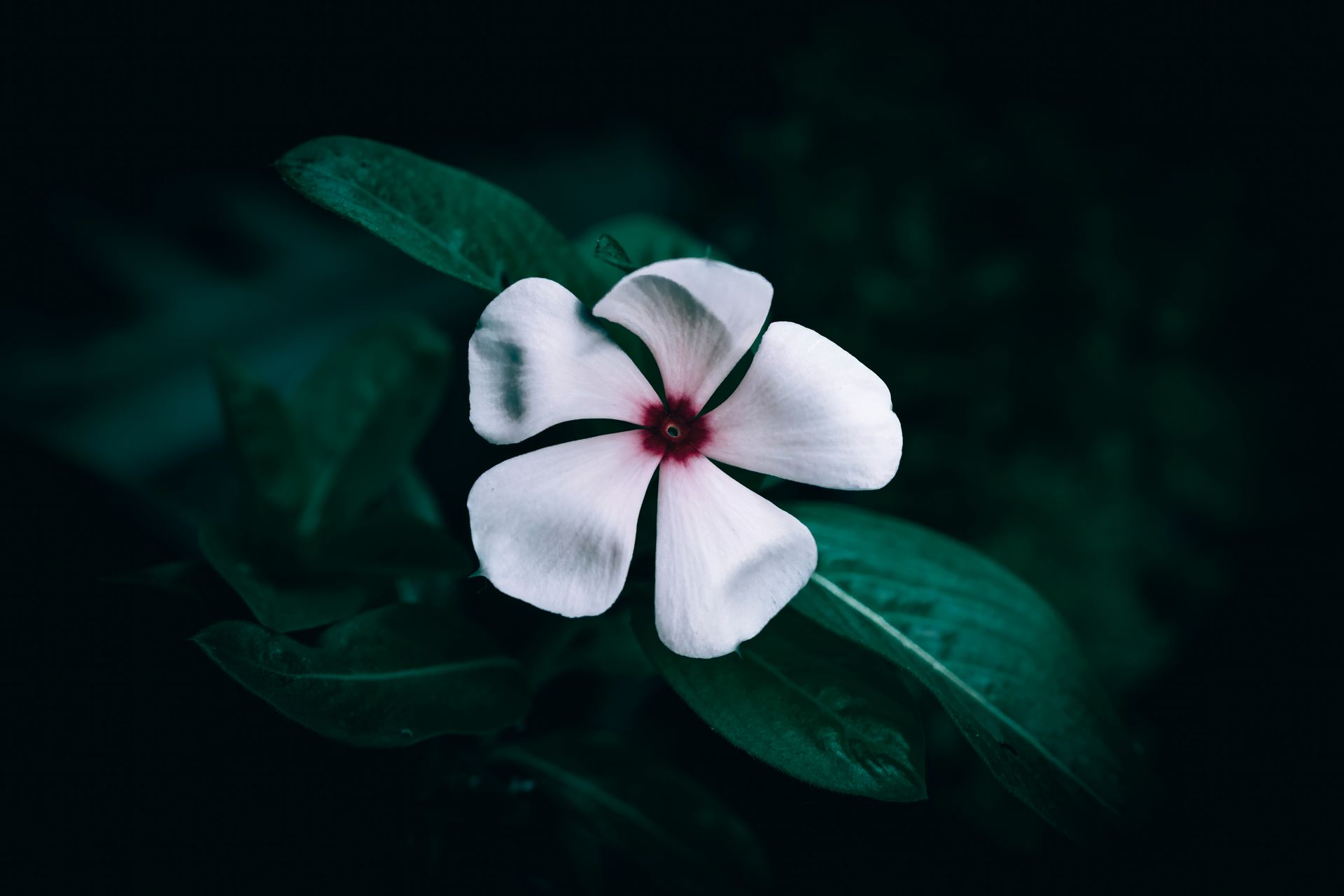 Vibrant close-up of a white periwinkle flower against dark foliage.
