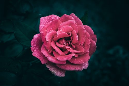 Free Vibrant pink rose with dew droplets on petals, set against a dark background. Stock Photo