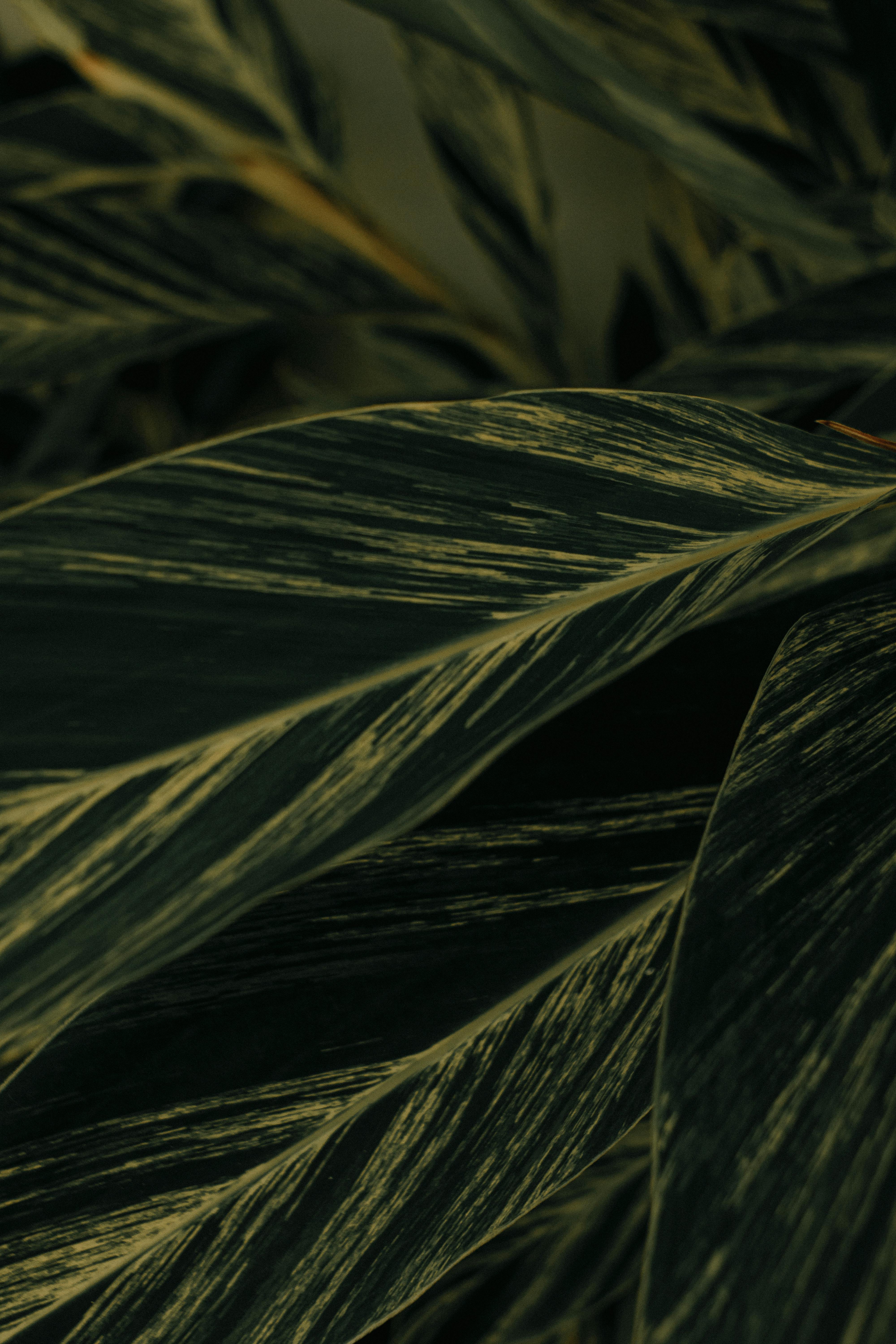 Detailed view of vibrant green patterned tropical leaves, showcasing nature's intricate design.