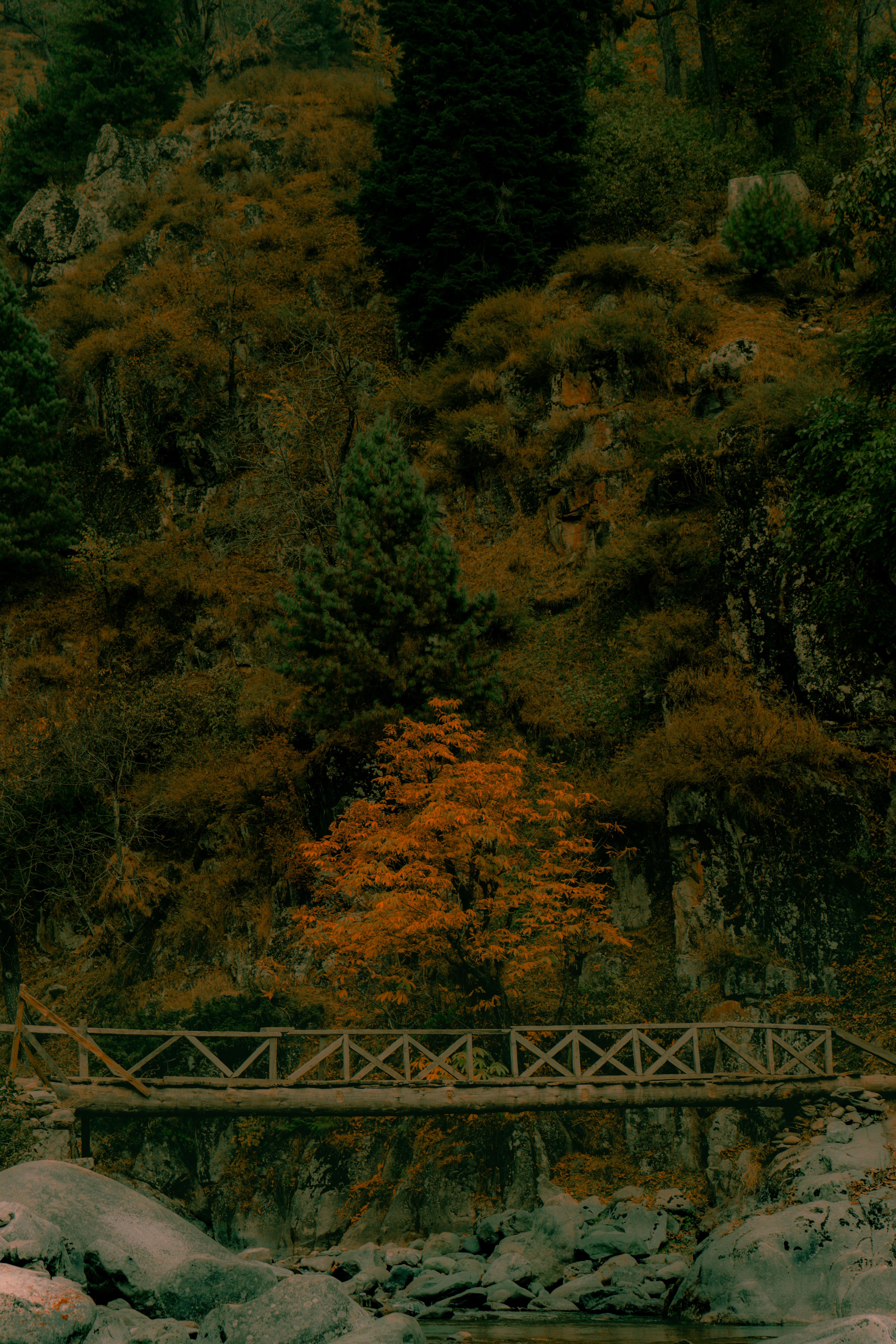 Rustic Bridge in Autumn Forest Landscape · Free Stock Photo