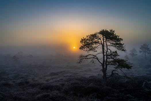 A serene sunrise over a misty bog landscape with a lone tree, capturing the beauty of nature.