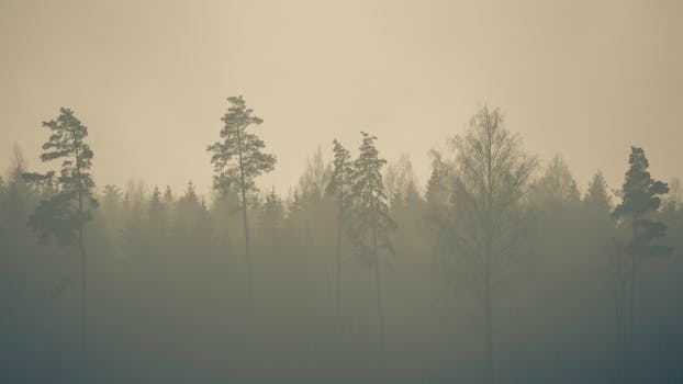 Serene misty landscape with tall pine trees and soft morning sun.