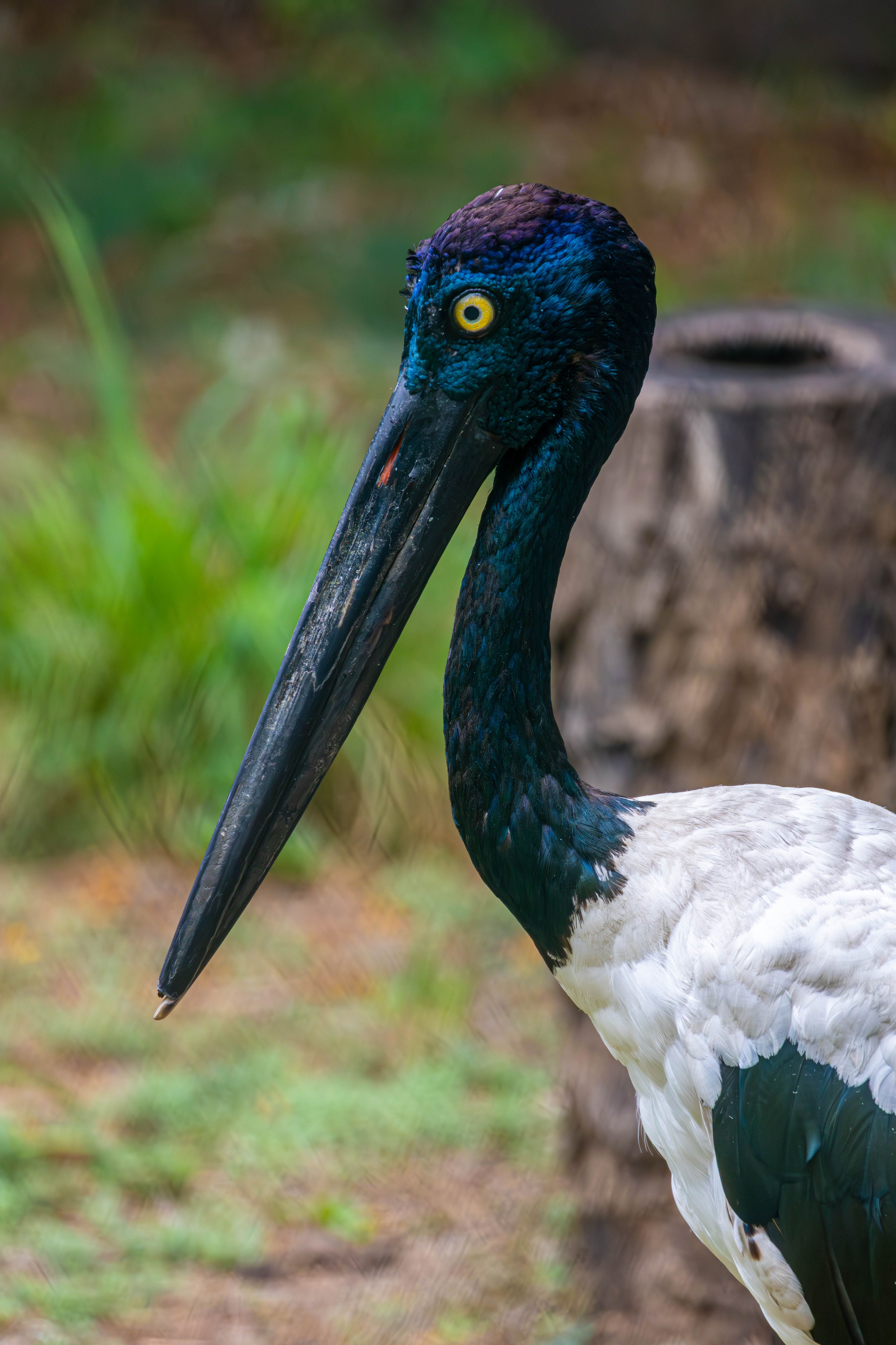 Close-up of Black-necked Stork in Natural Habitat · Free Stock Photo