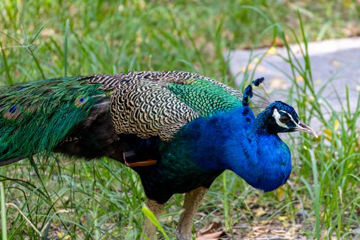 peacock photo