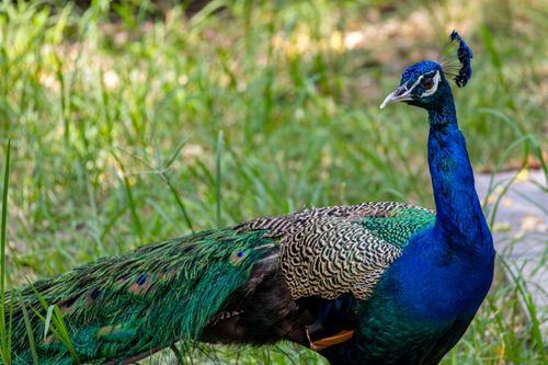 Free A vibrant peacock displaying its colorful plumage in a grassy setting, showcasing its beauty. Stock Photo