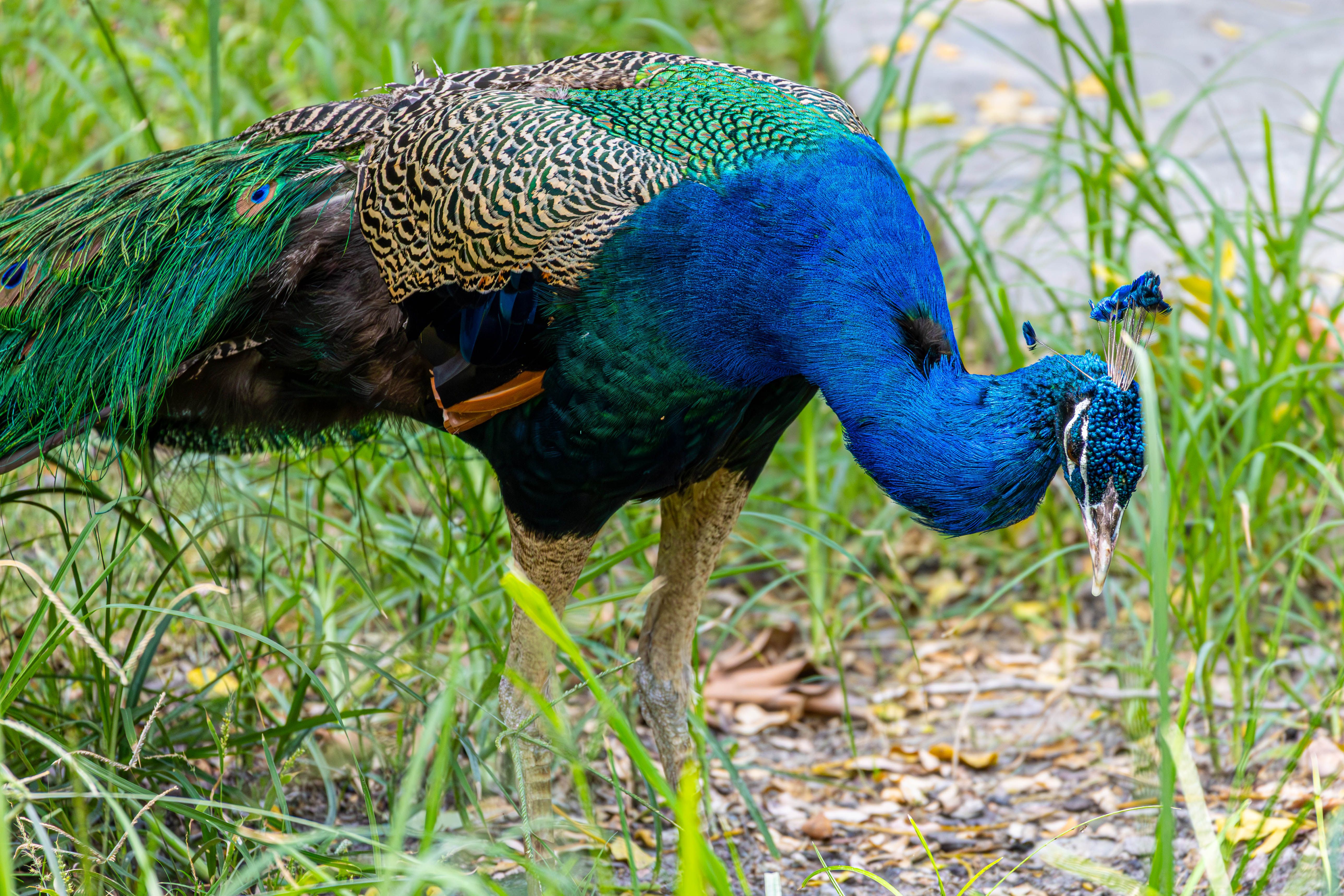 Vibrant Peacock Grazing in Natural Habitat · Free Stock Photo