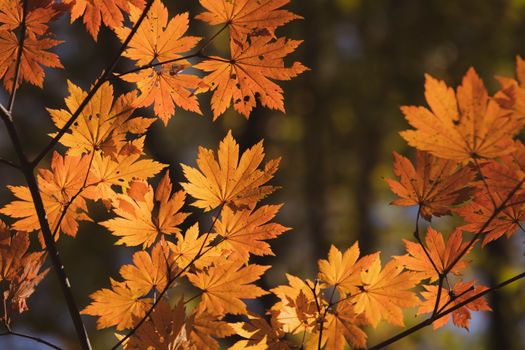 Close-up of vibrant autumn maple leaves against a blurred background, capturing fall's essence.