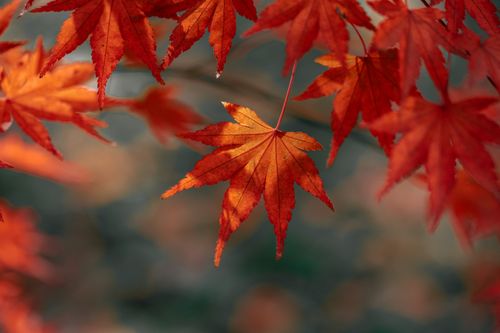 Free Close-up of vivid red maple leaves during autumn with a soft bokeh background. Stock Photo