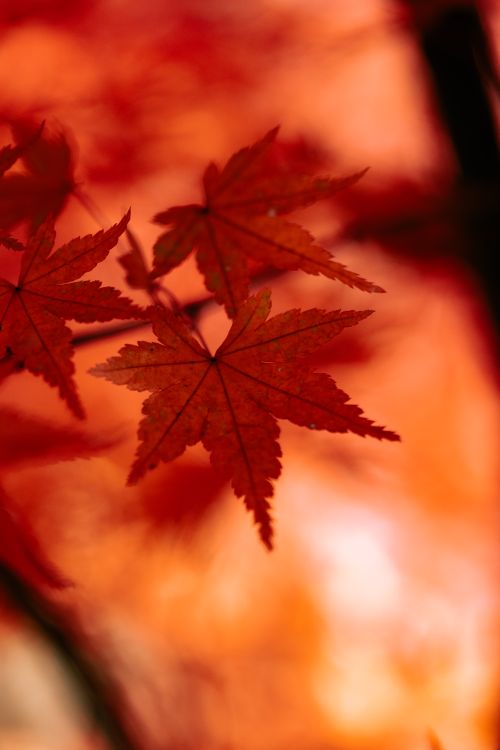 Free A close-up shot of red maple leaves during fall, showcasing their vibrant color and delicate texture. Stock Photo