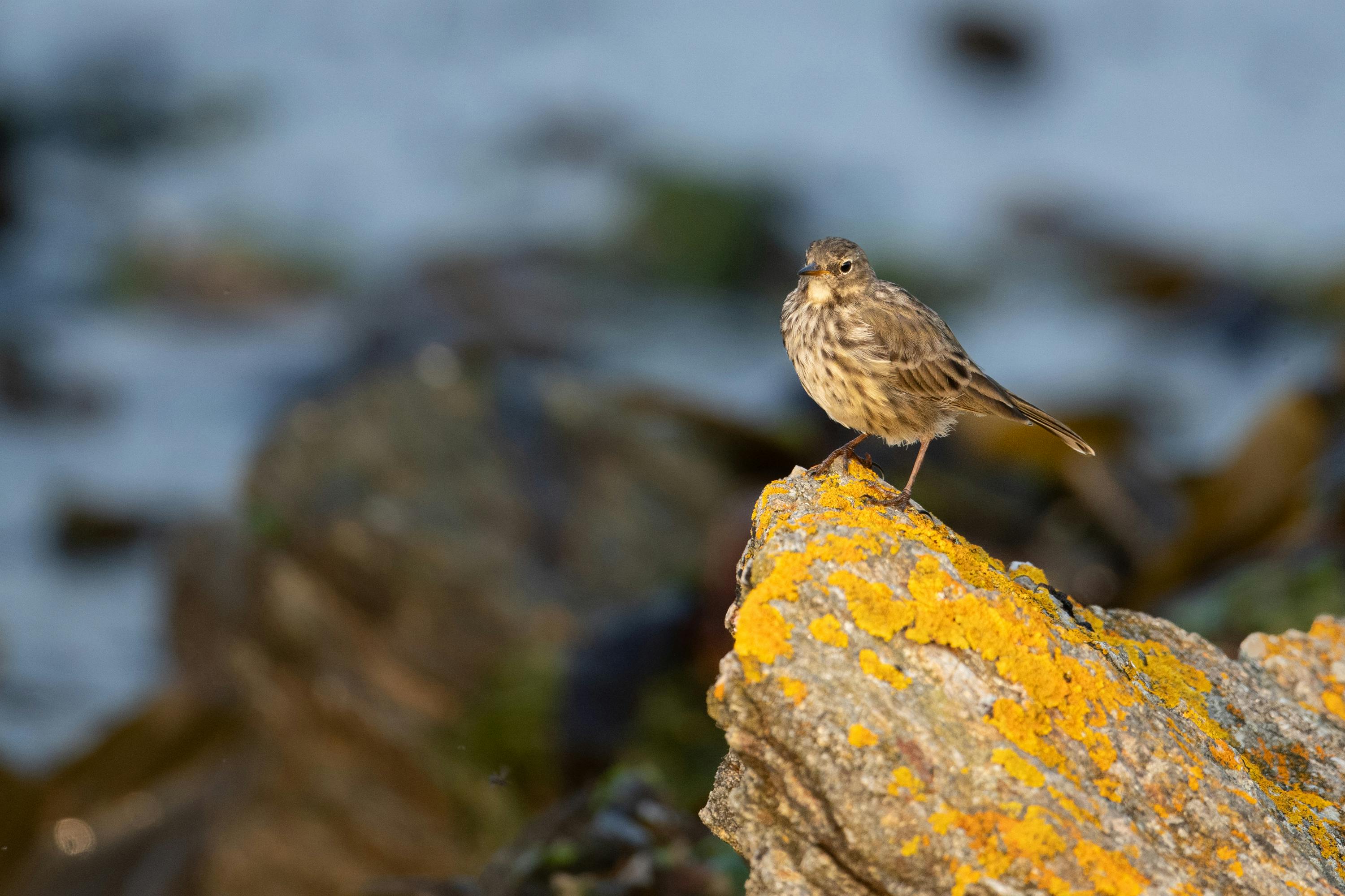 A small bird sits on a lichen-covered rock by the seashore in Bretagne, France.