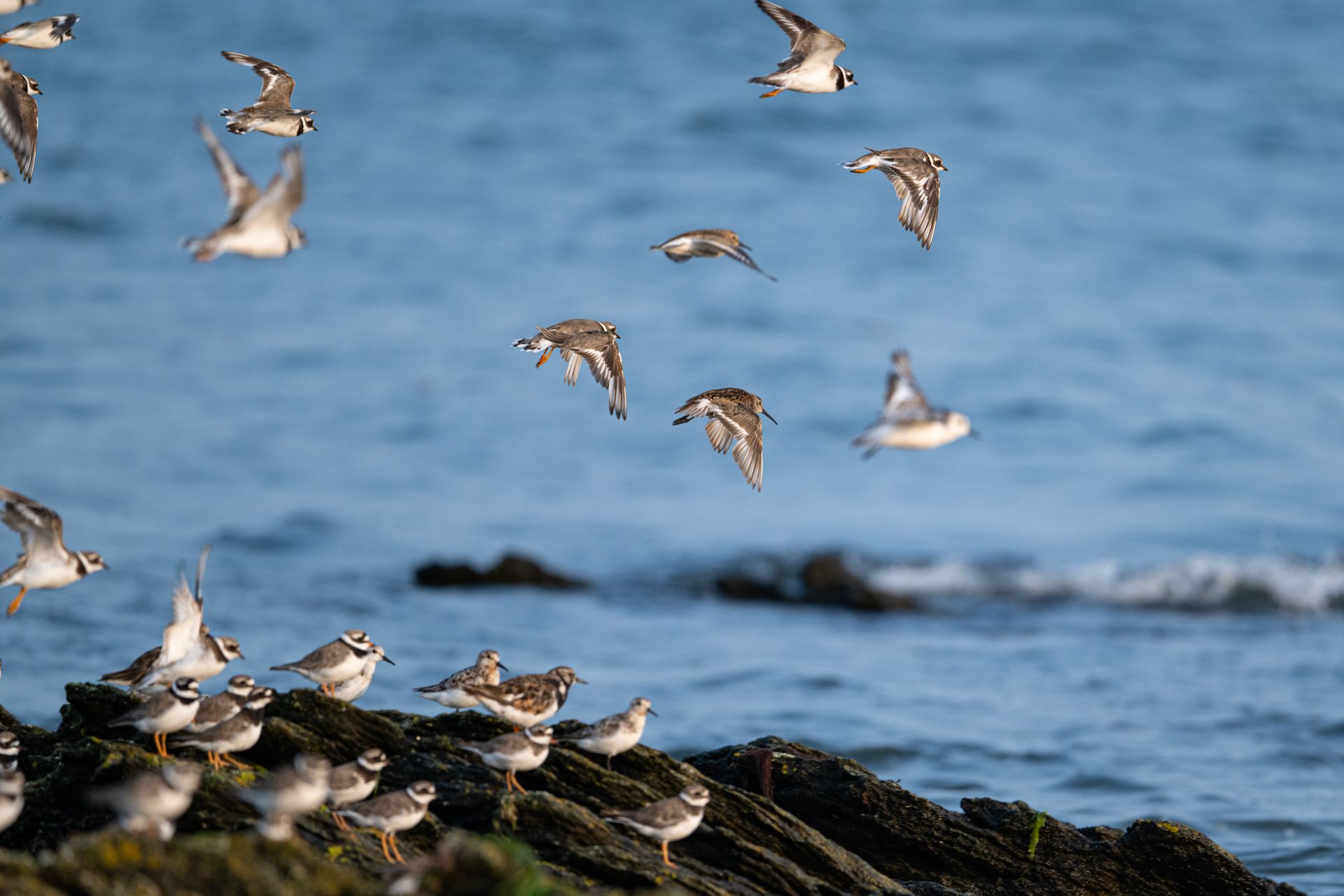 Flock of Common Ringed Plovers in flight over rocky coast of Brittany, France.