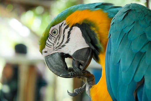 Leticia, Colombia photo 9