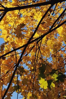 Vibrant autumn leaves illuminated by sunlight against a clear blue sky.