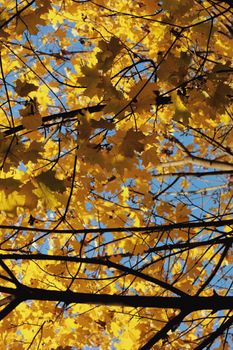 Bright yellow autumn leaves on branches against a clear blue sky.