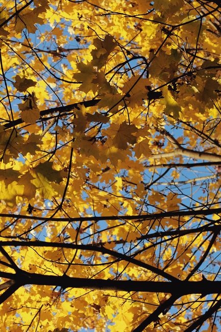 Fotomural Hojas amarillas brillantes de otoño en ramas contra un cielo azul despejado.