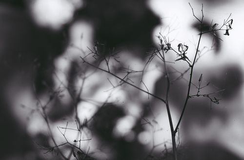 Free Intricate monochrome image capturing spider webs on twigs, creating a moody natural texture. Stock Photo