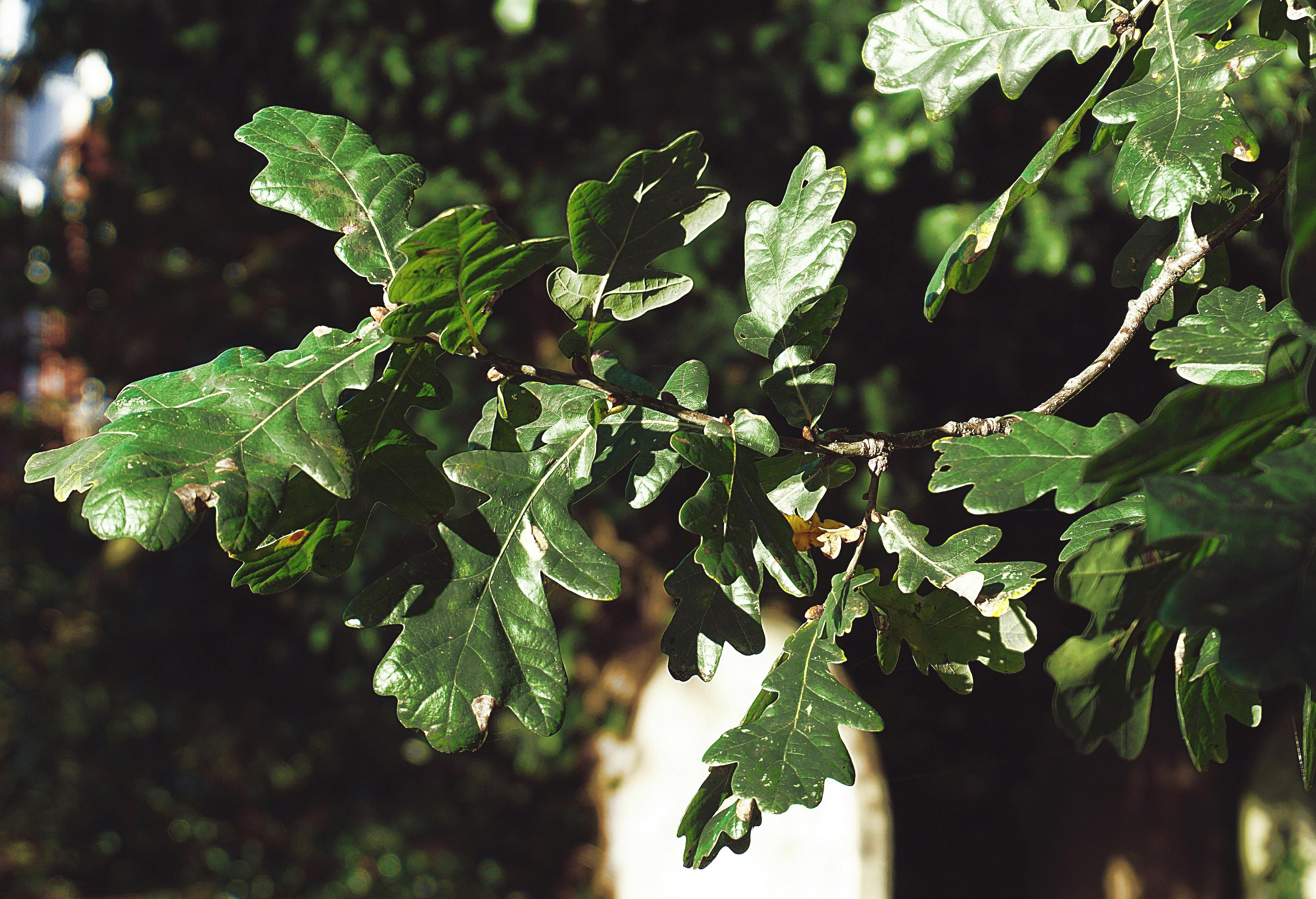 free-stock-photo-of-autumn-leaves-foliage-green-leaf