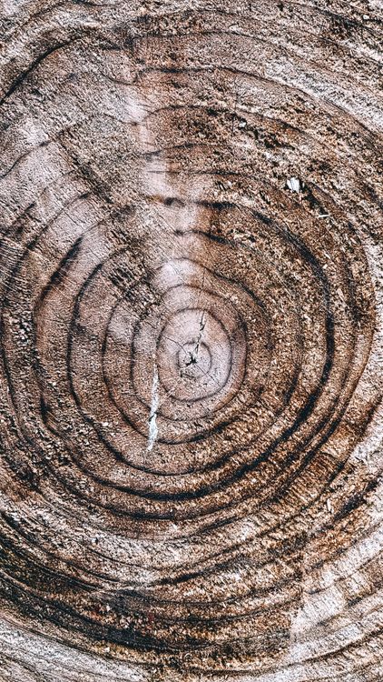 Tee Log Rings Close-up of Tree Rings in a Wooden Log ยท Free Stock Photo
