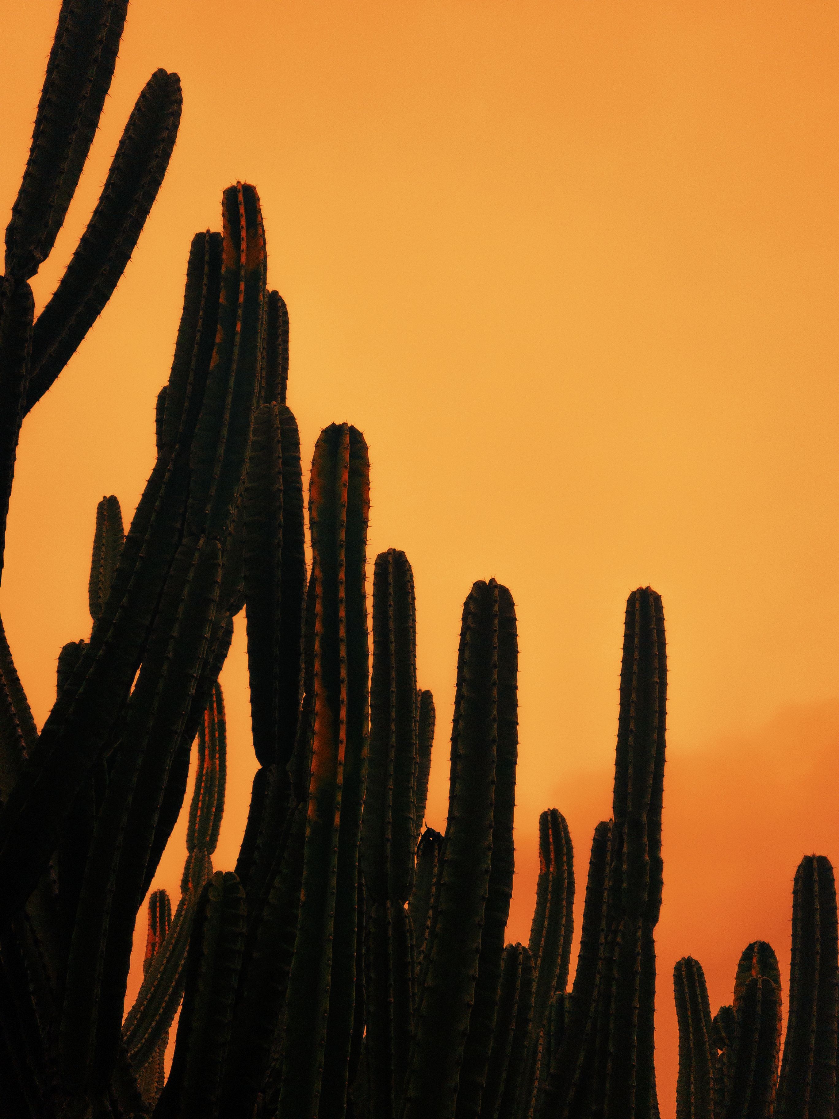 Sunset Silhouettes of Desert Cacti · Free Stock Photo