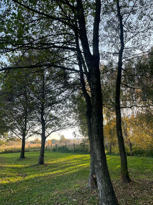 Free Serene forest scene in Trzciana, Poland during autumn showcasing tall trees and sunlight Stock Photo