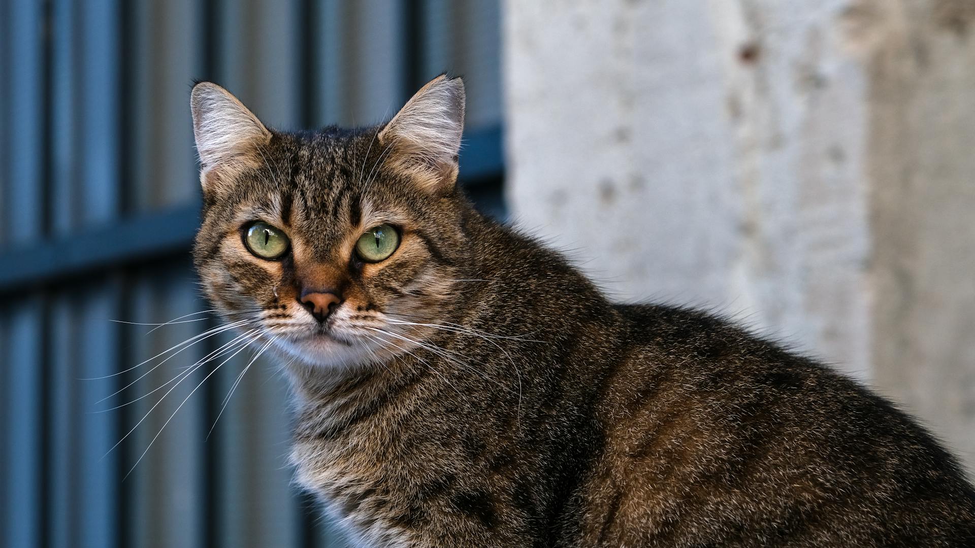 Free stock photo of animal, animal close up, animal portrait