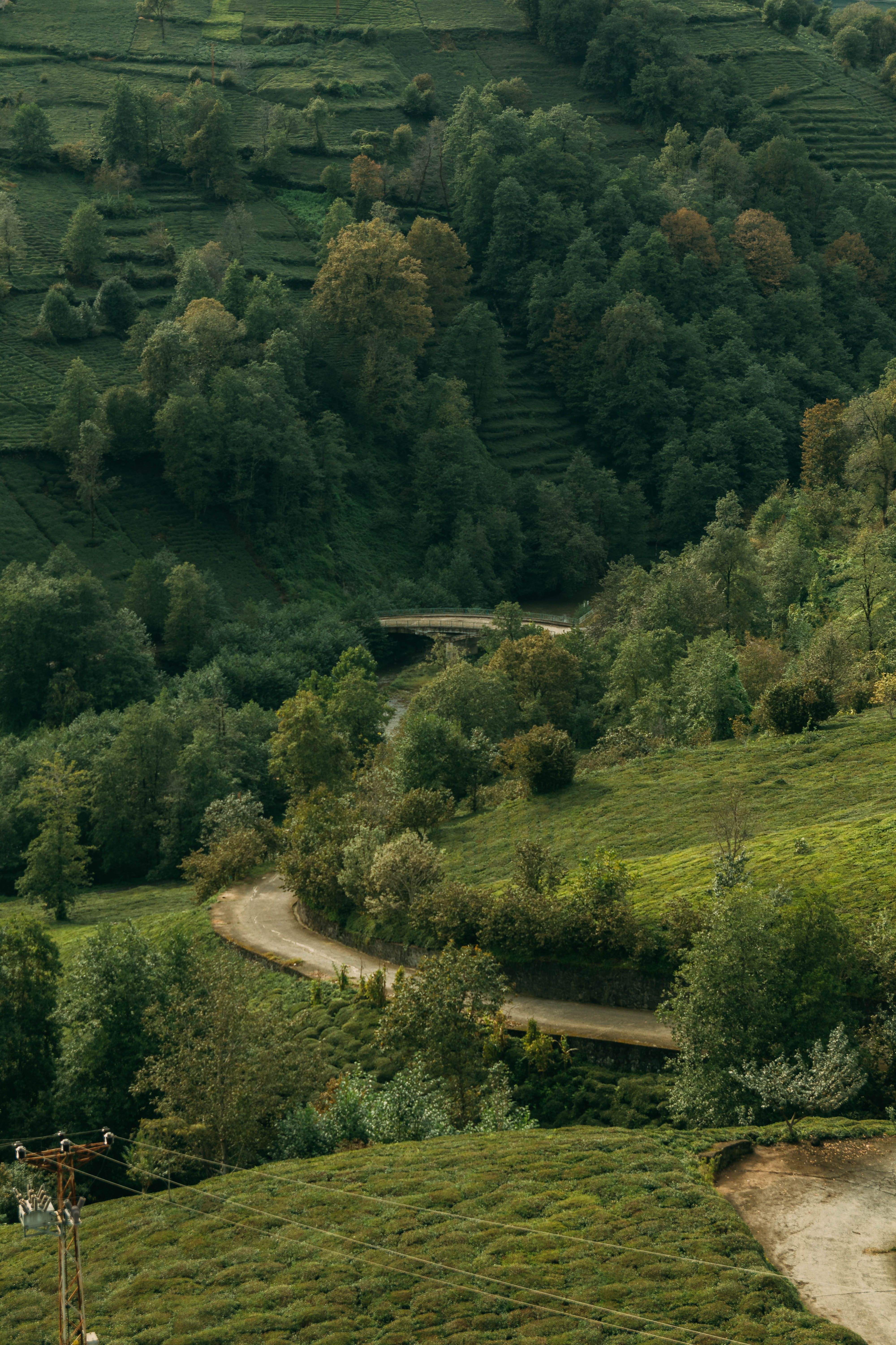 Serene Winding Trail Through Lush Green Forest · Free Stock Photo