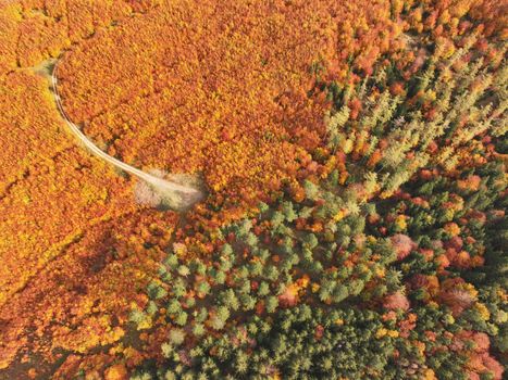 A breathtaking aerial view of a forest during autumn, showcasing vibrant fall colors.