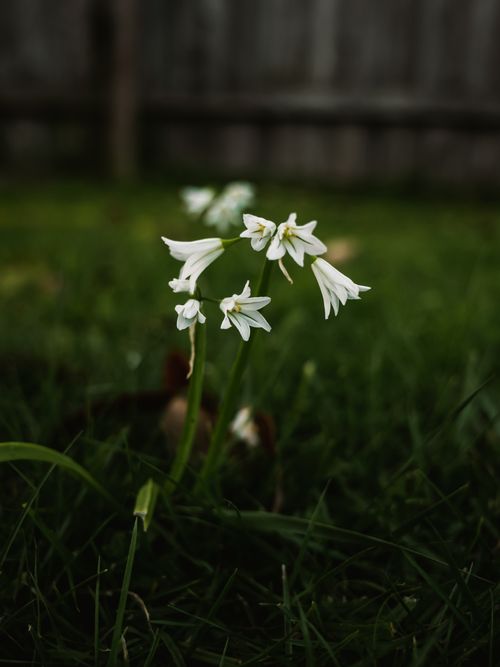Free A serene close-up of white flowers blooming among lush green grass. Stock Photo