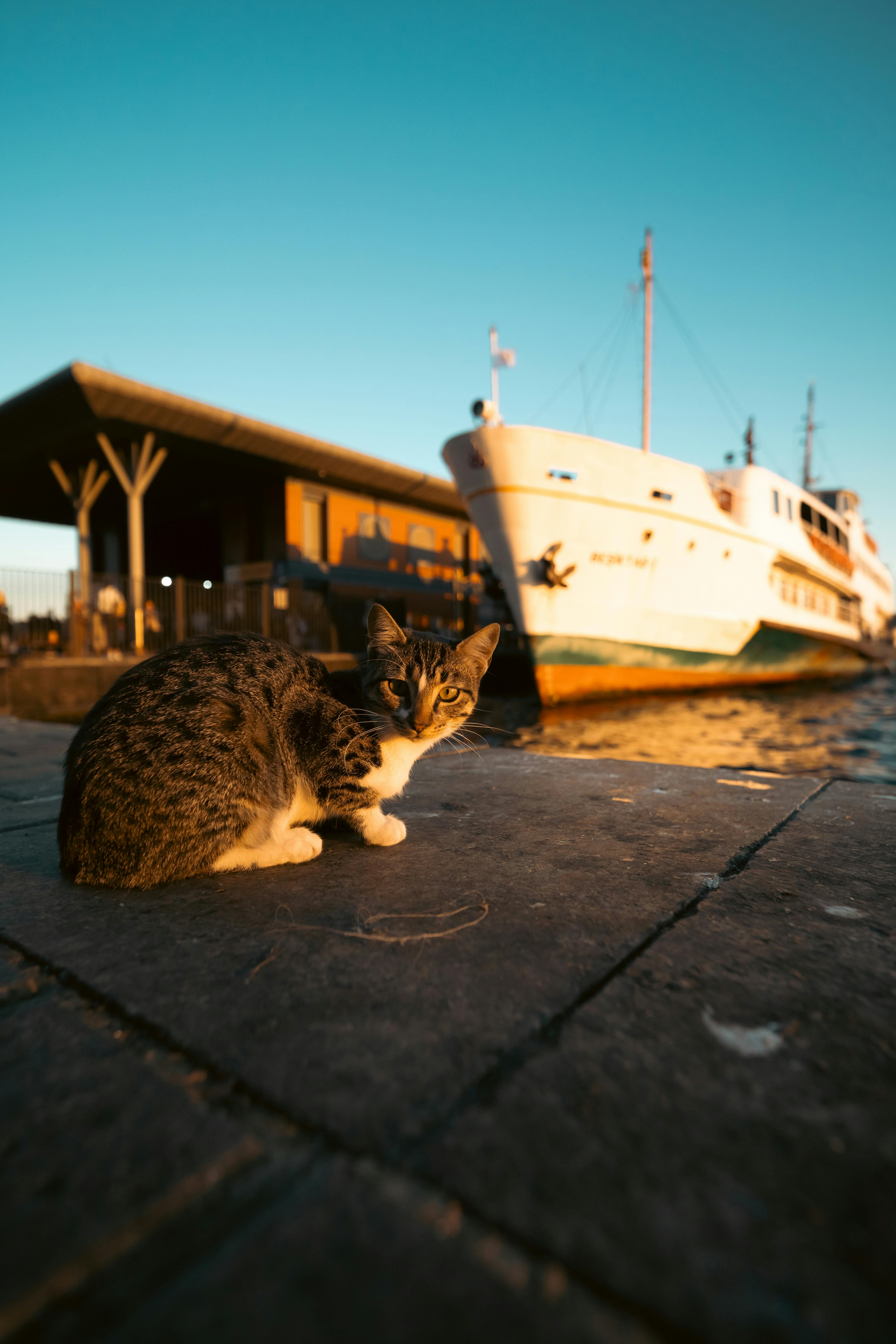 Katzenurin Entfernung