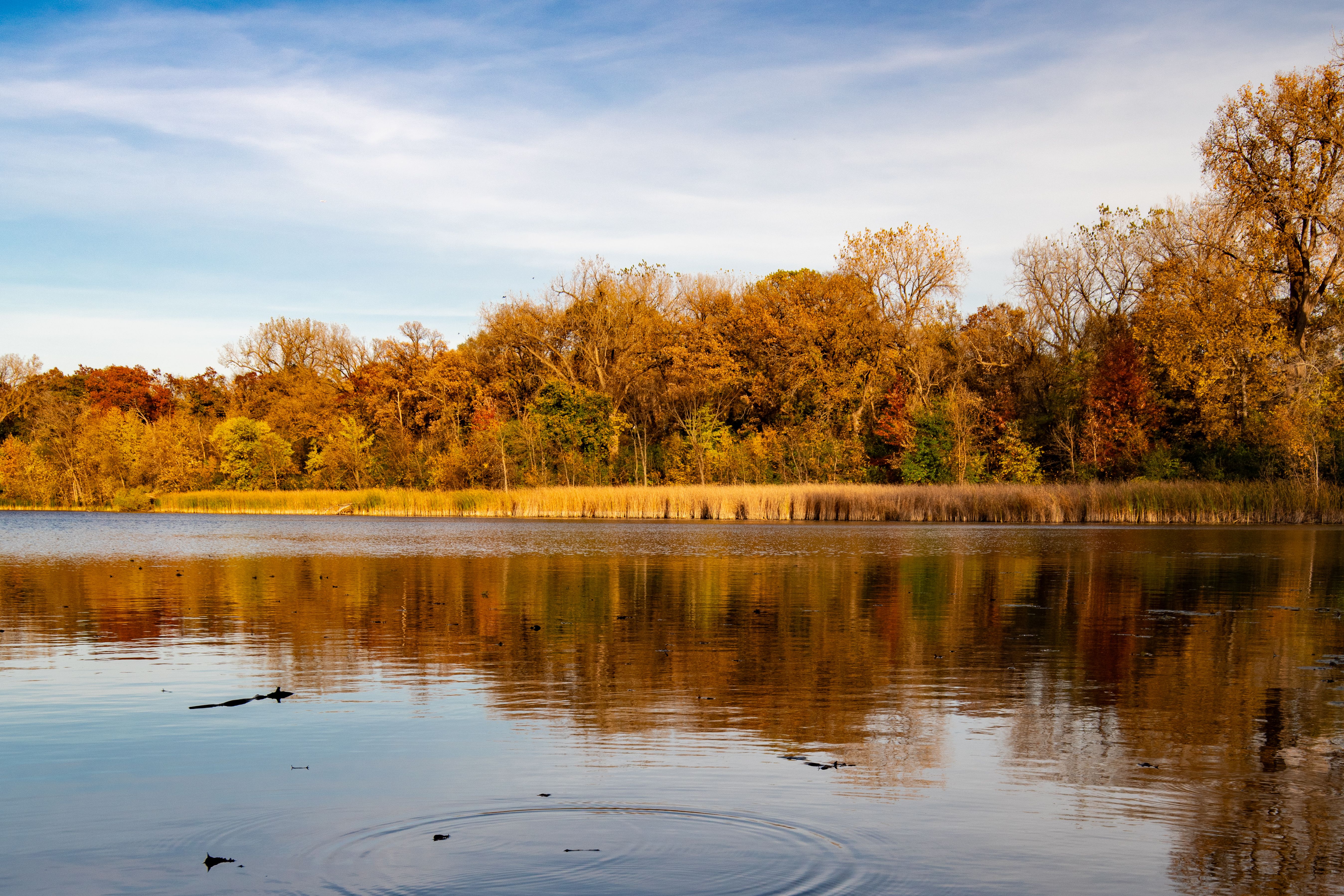 Serene Autumn Lake with Vibrant Fall Foliage · Free Stock Photo