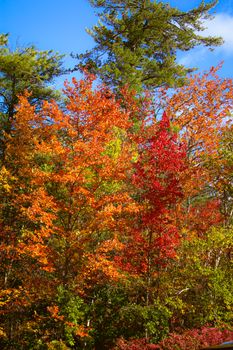 Colorful autumn trees with vivid fall leaves in a sunlit forest setting.