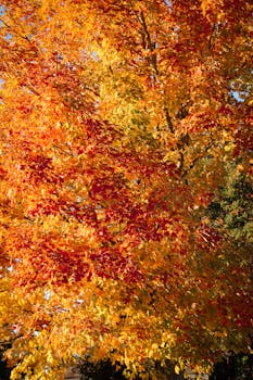 A breathtaking display of colorful autumn leaves showcasing nature's beauty.