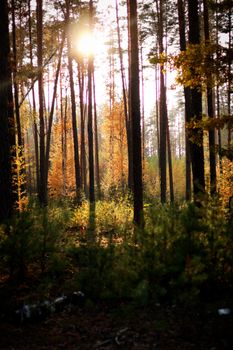 A serene sunlit autumn forest with tall trees and colorful foliage.