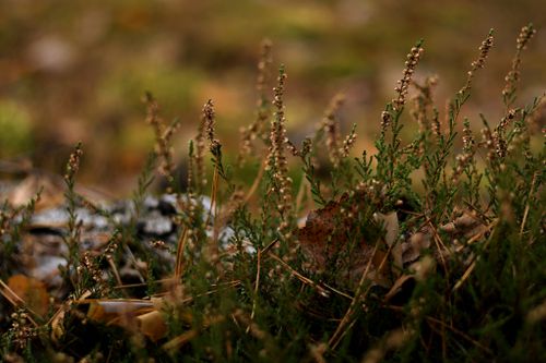 Free Macro shot of wild heather plants with blurred background, showcasing natural beauty. Stock Photo