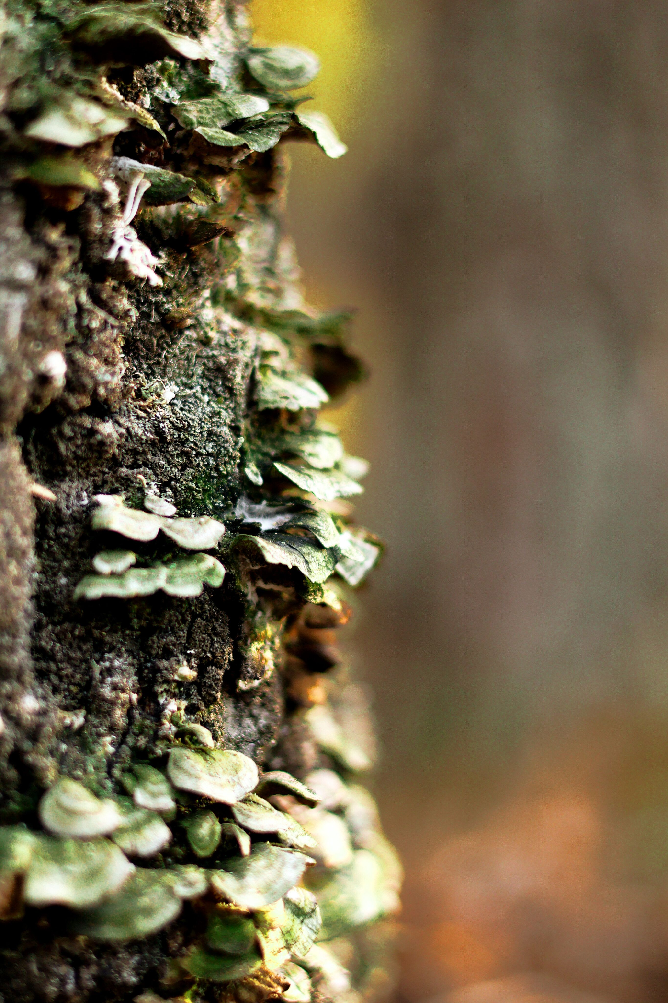Primer Plano De Musgo Y Hongos En La Corteza Del árbol · Foto de stock ...