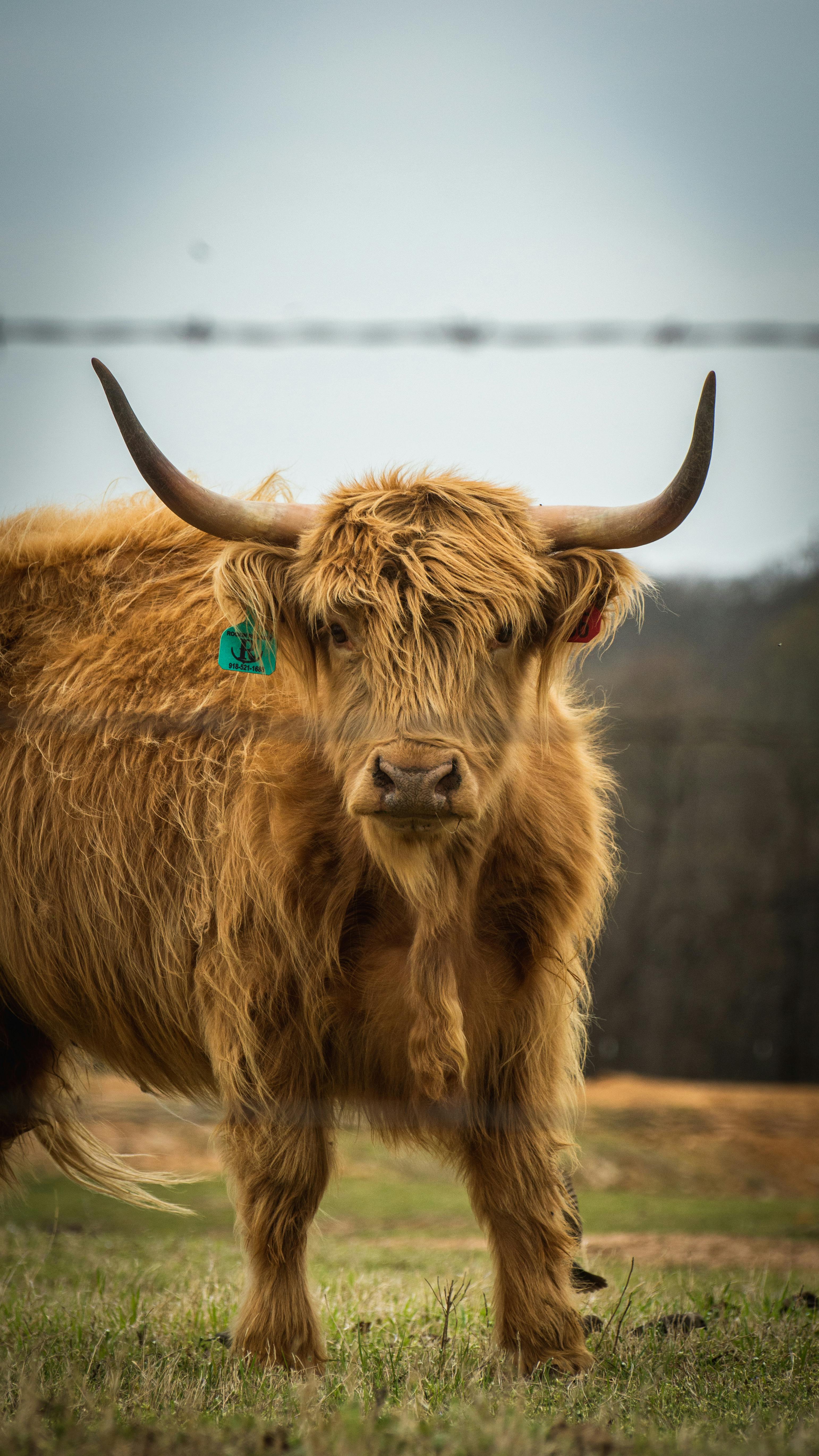 Gratuit Vache Highland Adulte Photos