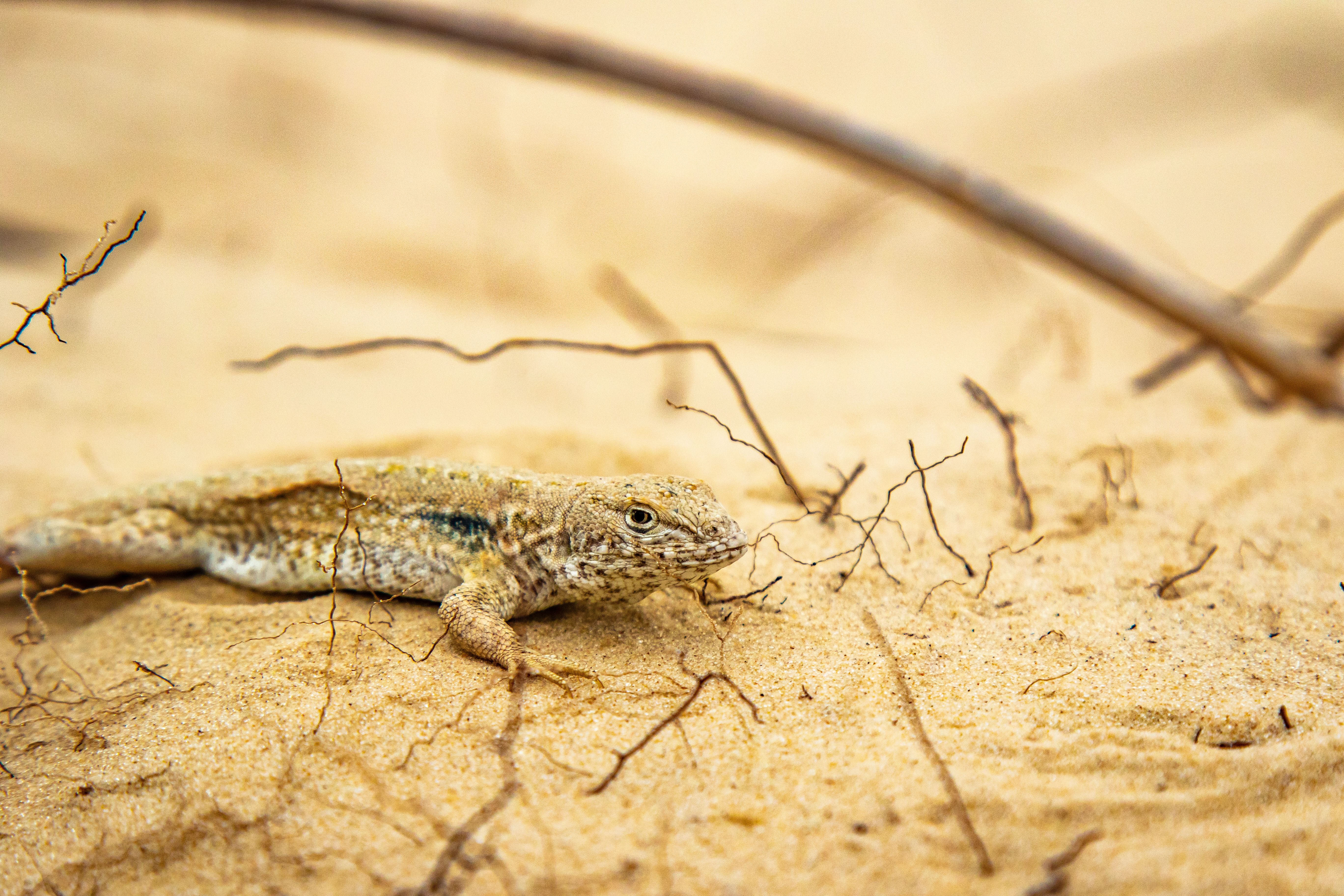 Wild Lizard in Sandy Habitat of Santa Catarina · Free Stock Photo