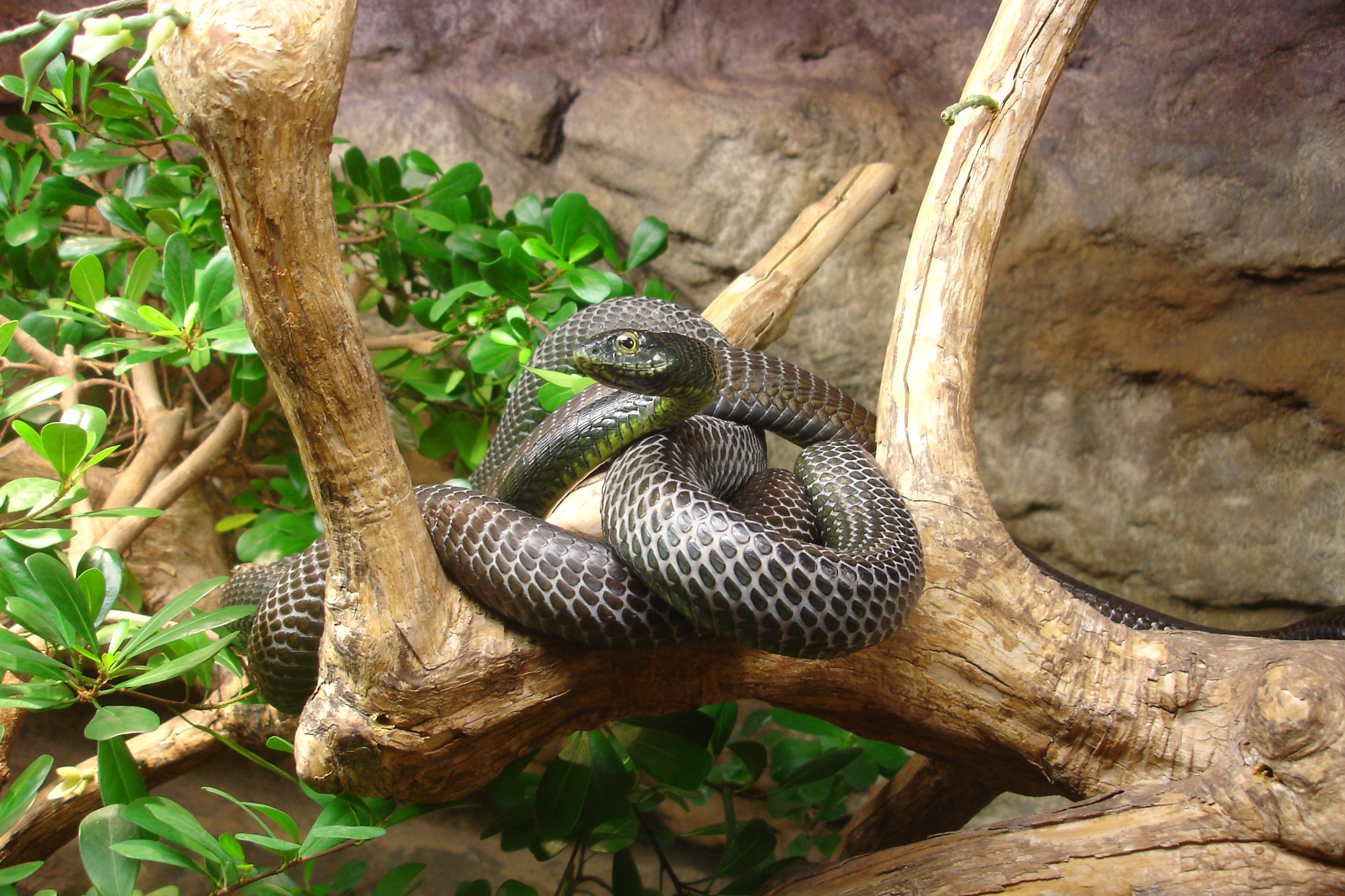 A black snake coiled on a tree branch in a natural setting, showcasing its intricate pattern. - Gotemburgo