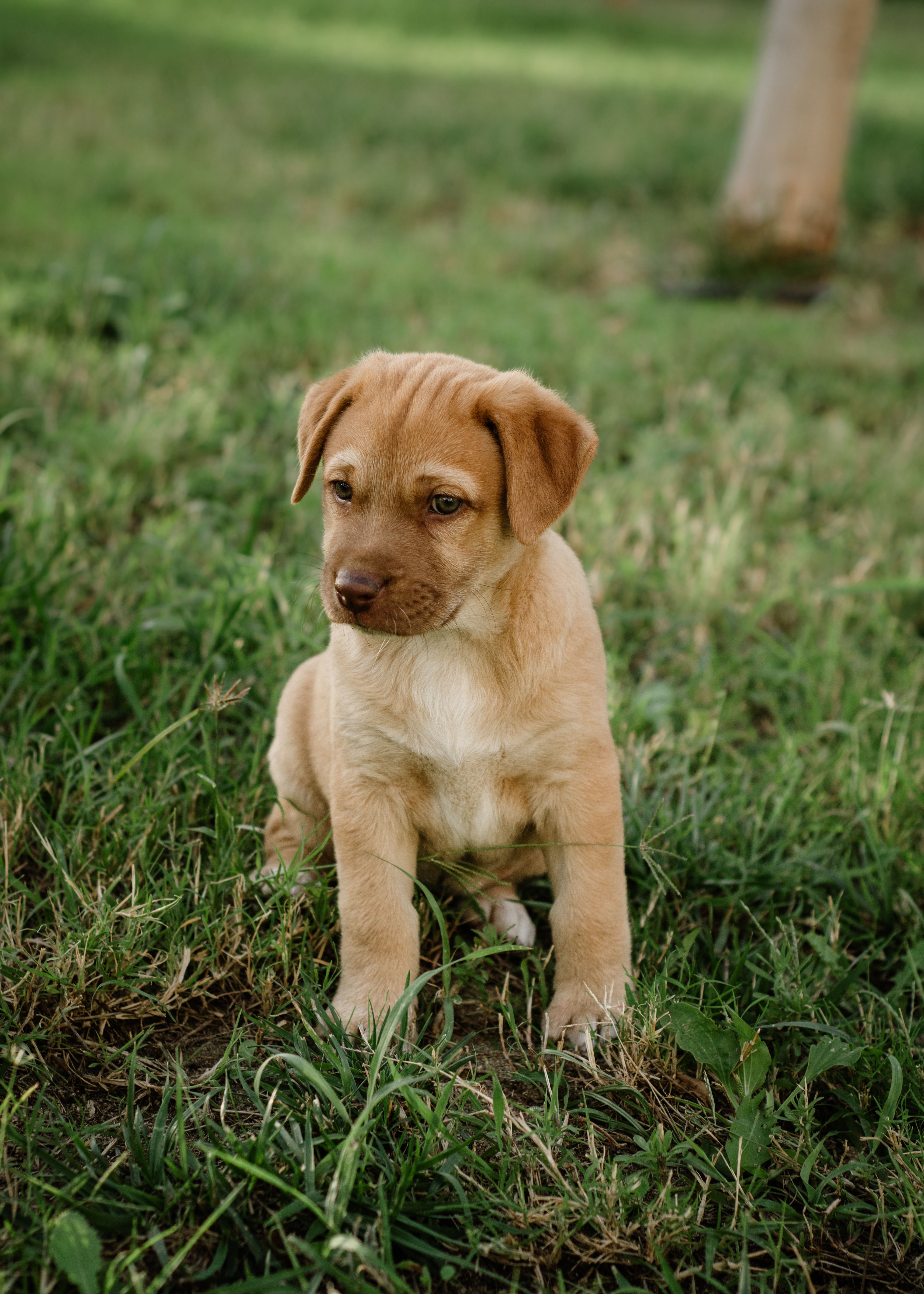 Purebred Puppies For Sale In Toowoomba: Responsible Buying Guide