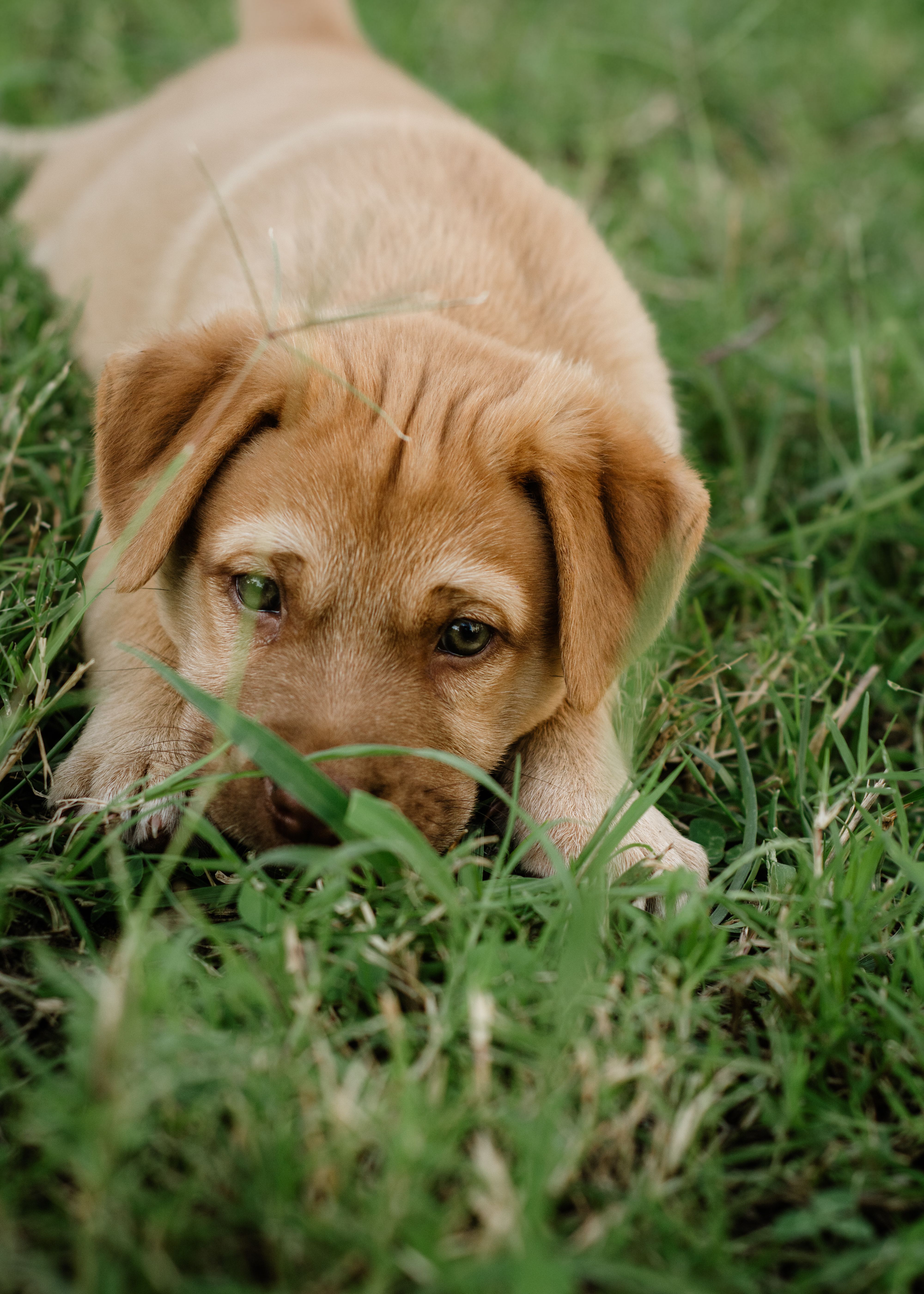 Curated visual reference: Fresh Look at Playful Labrador Puppy On A Grassy Lawn