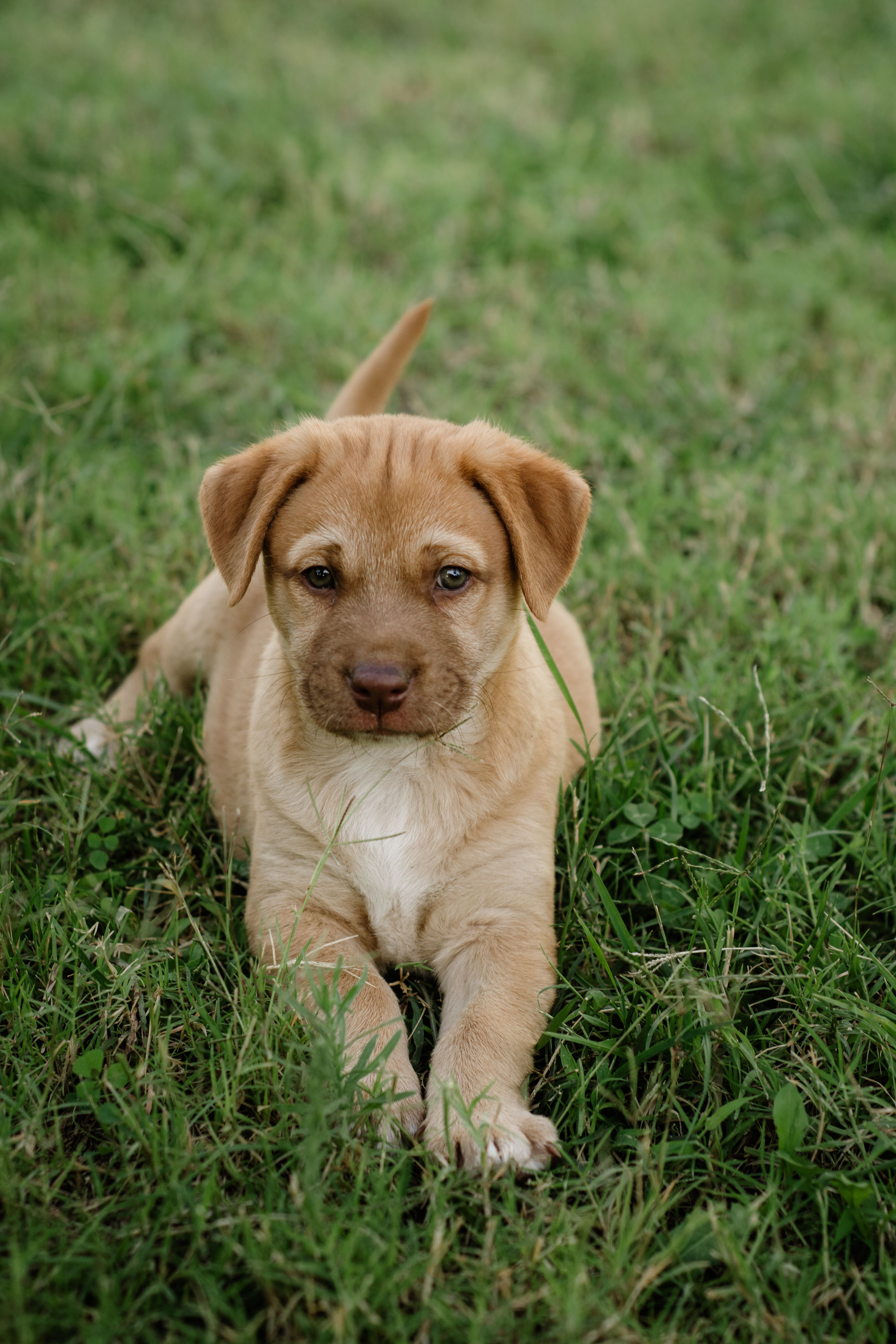 Adorable Puppy Lying on Green Grass Outdoors · Free Stock Photo