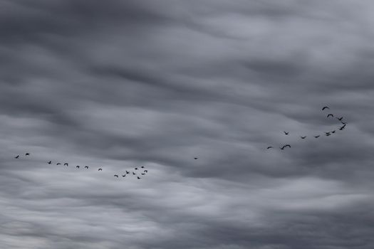 A flock of geese flying in formation against a dramatic stormy sky in Lancaster, Ohio.