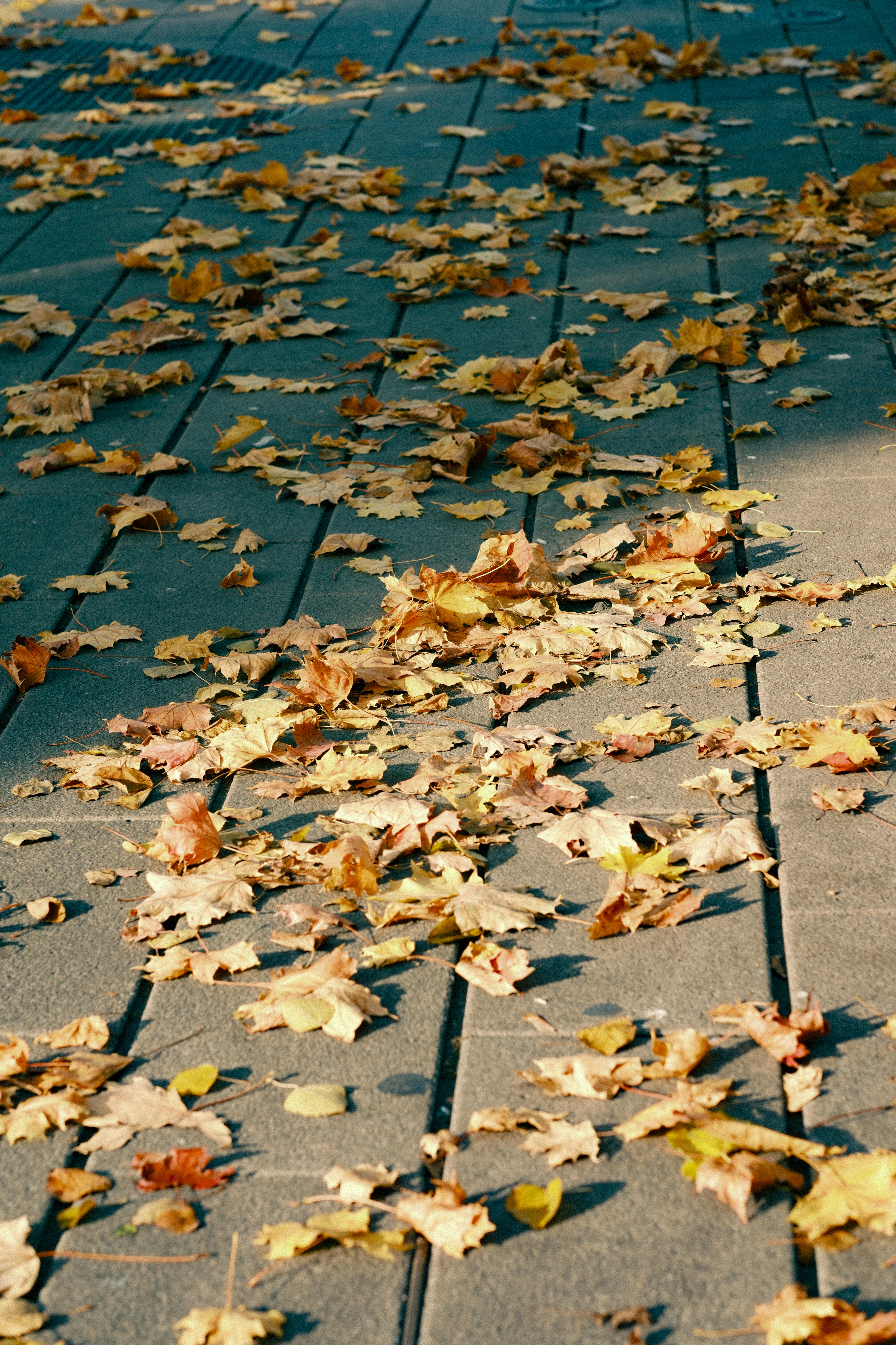 Fallen autumn leaves scattered on a Berlin sidewalk, showcasing vibrant fall colors.