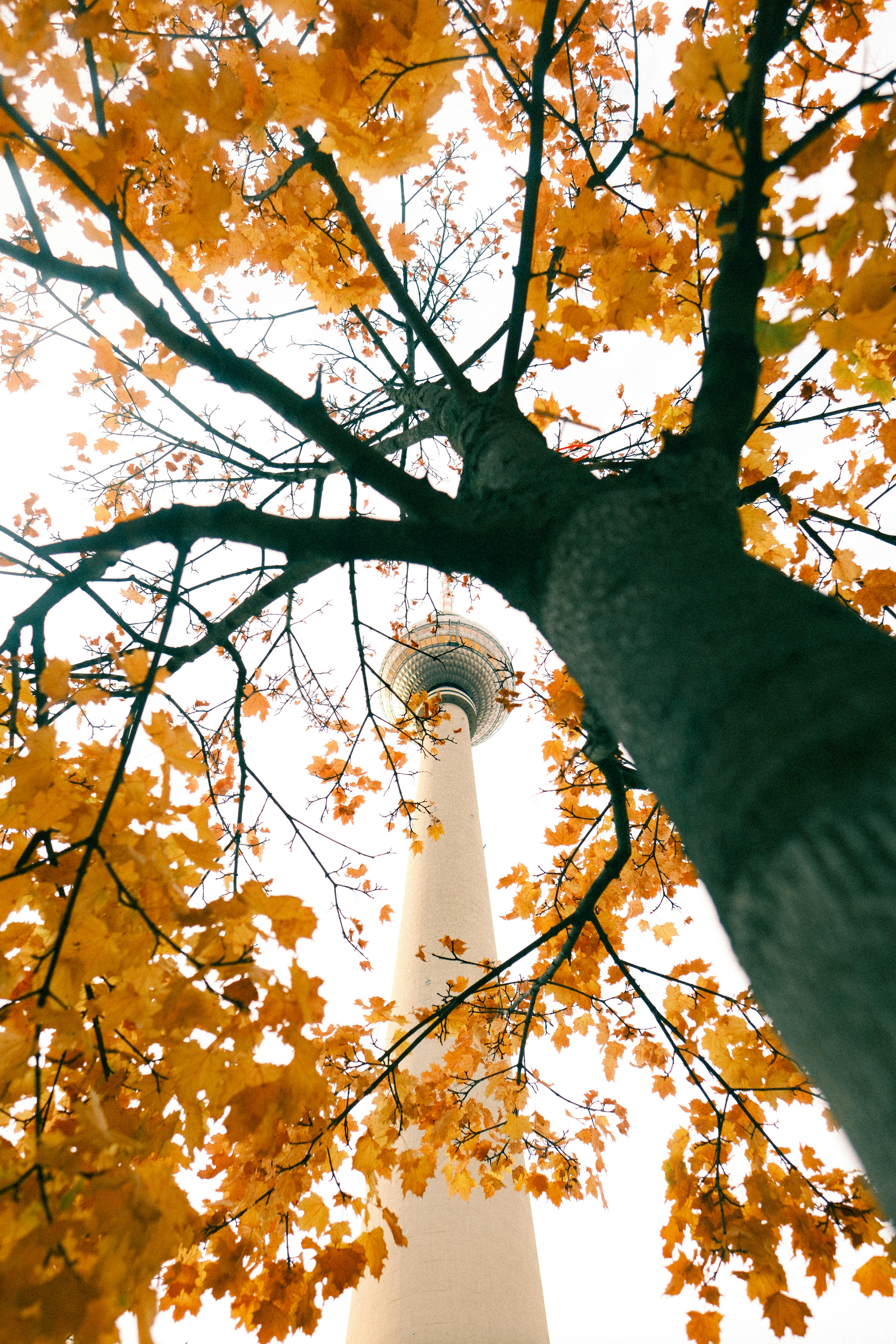 View of Berlin TV Tower through yellow autumn leaves, capturing a blend of nature and architecture.