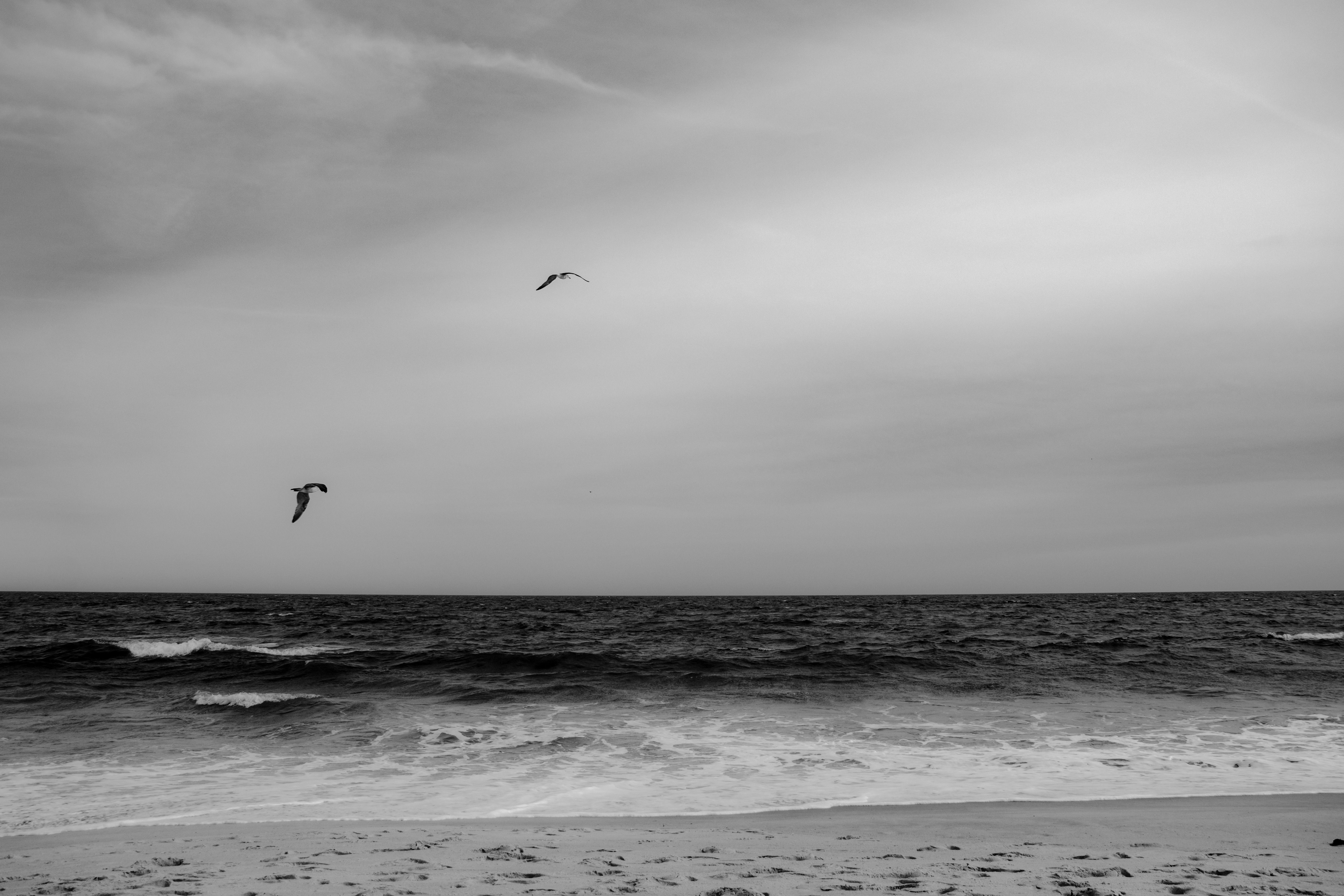 Black and White Seaside with Flying Seagulls · Free Stock Photo