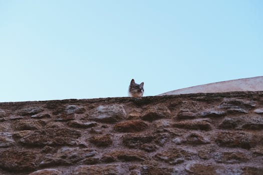 A curious cat peeking over a rustic stone wall under a clear blue sky.