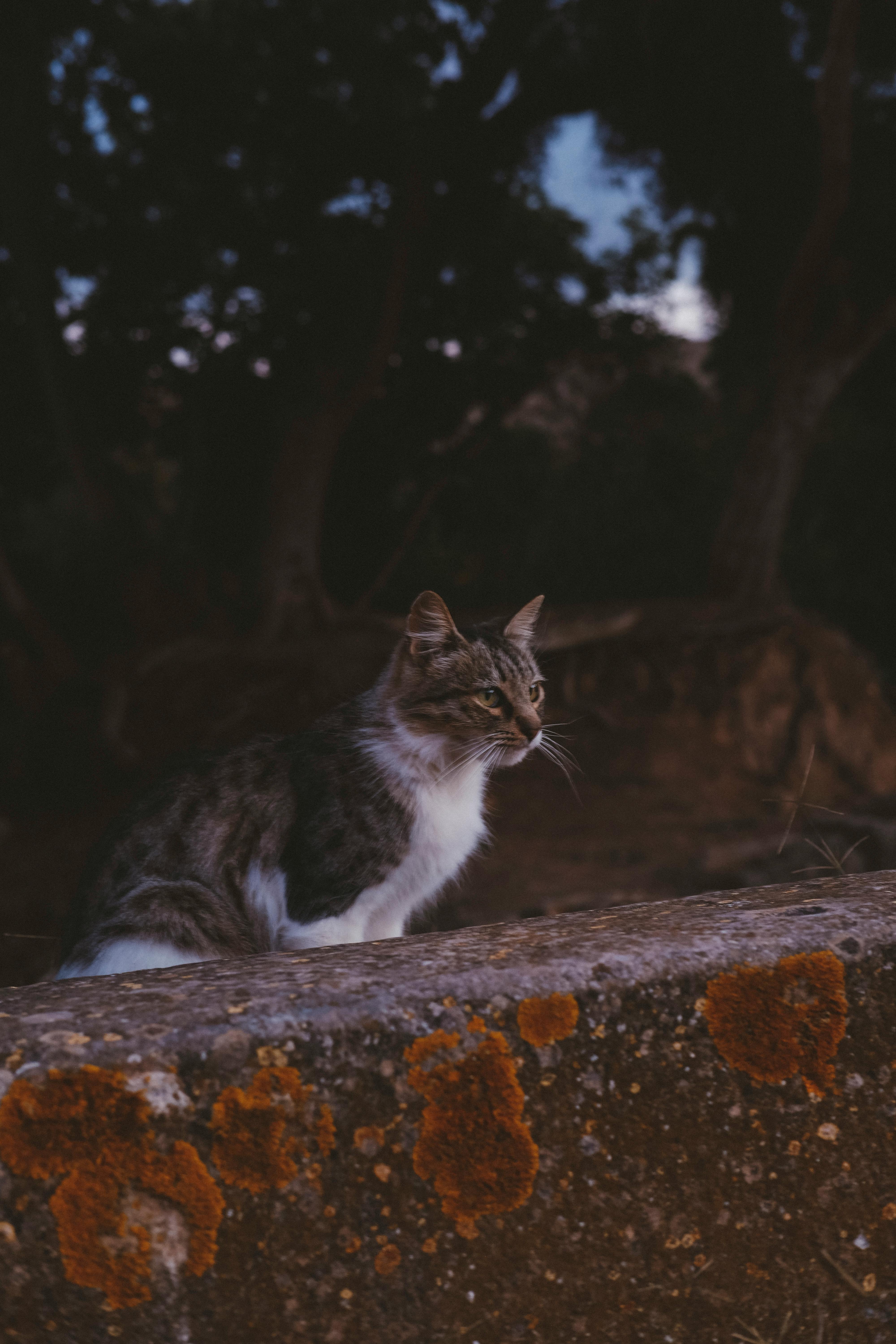 Katze im sauberen Umfeld