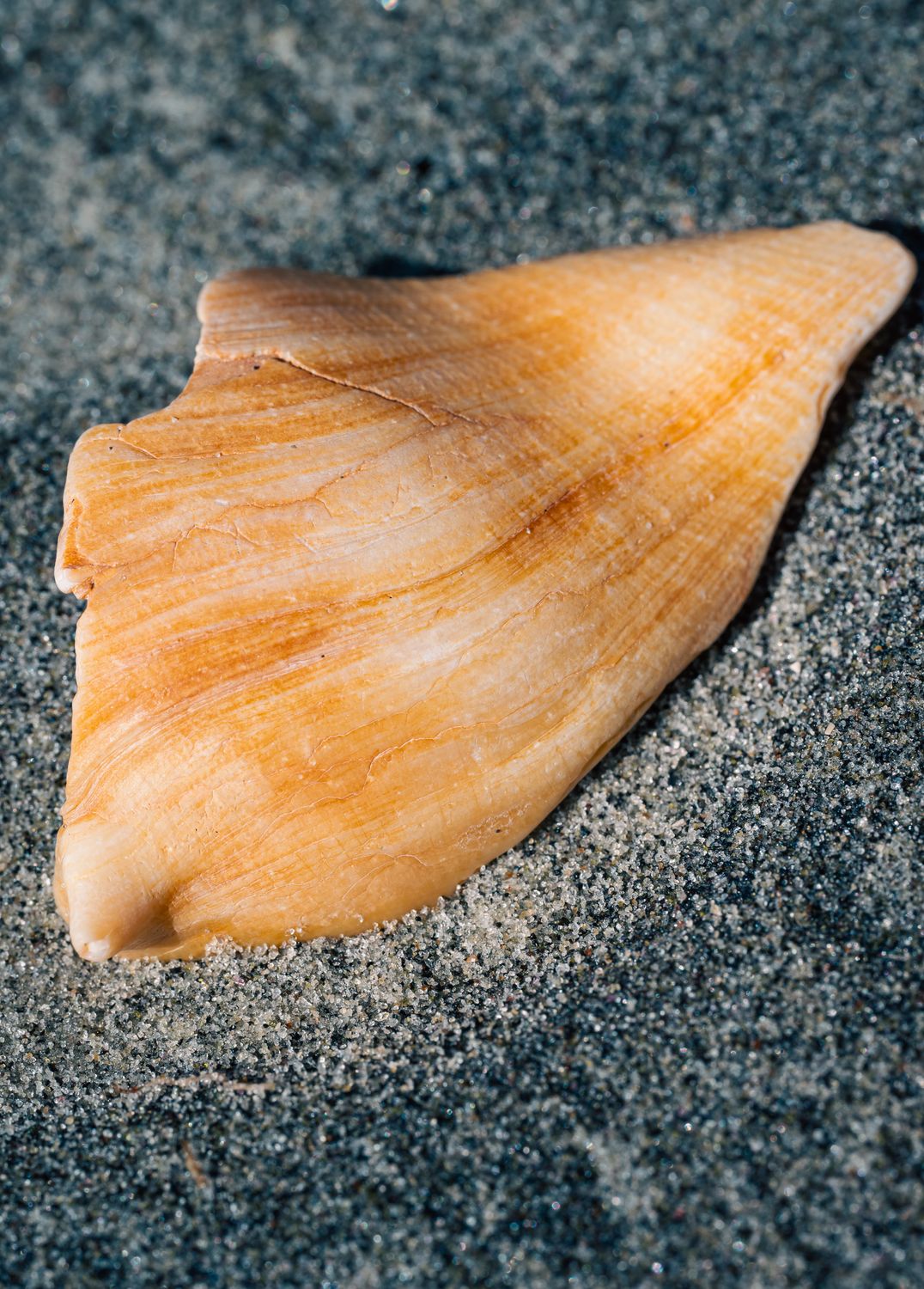 Close-up of Seashell on Sandy Beach Surface ยท Free Stock Photo