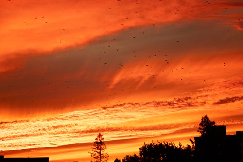 Free Vibrant sunset with bird silhouettes and trees against a bright orange sky. Stock Photo